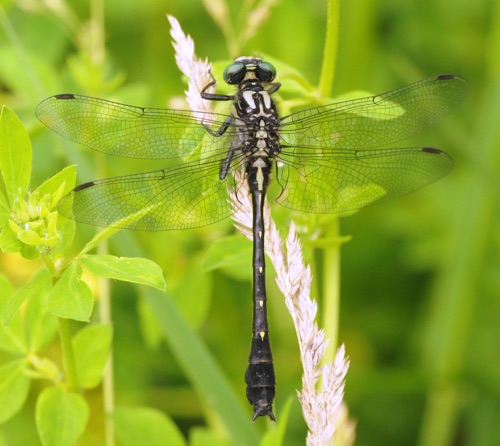 Male
19 June 2014  Rusk, WI